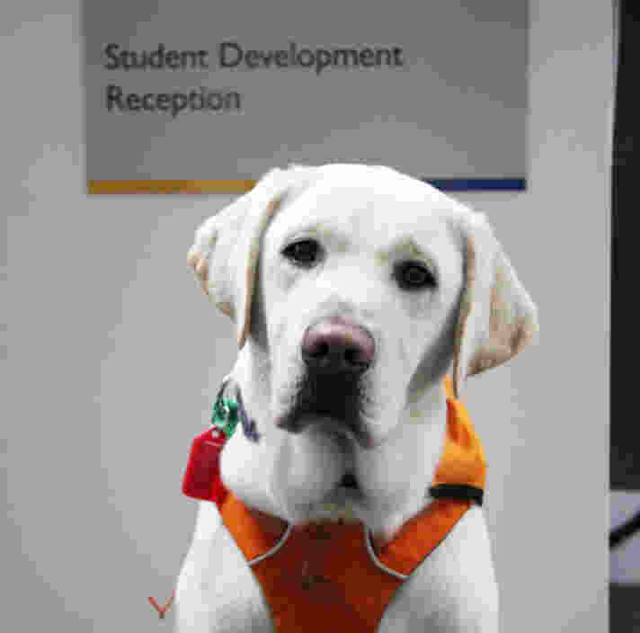 Barkley, a yellow Labrador, sits in front of a school building