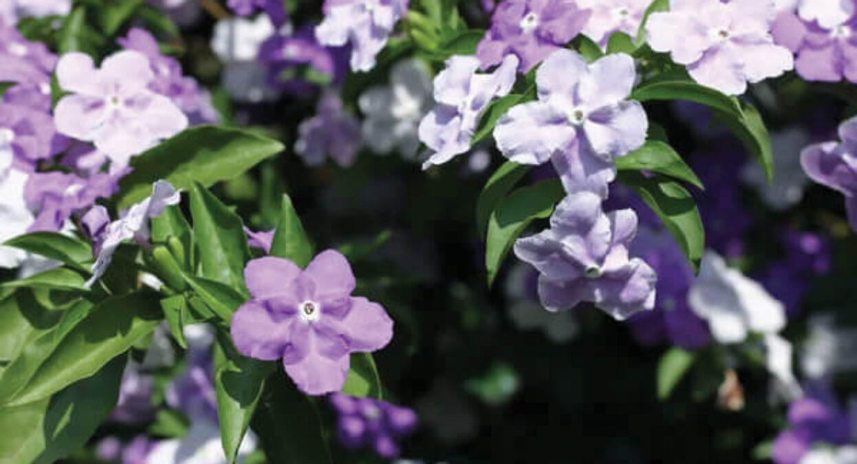 Brunsfelsia