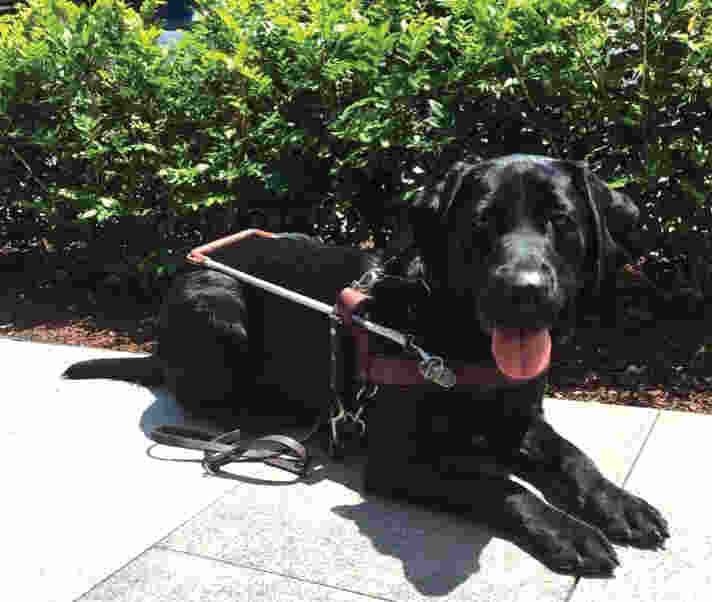 Karli laying outdoors wearing her Guide Dog harness