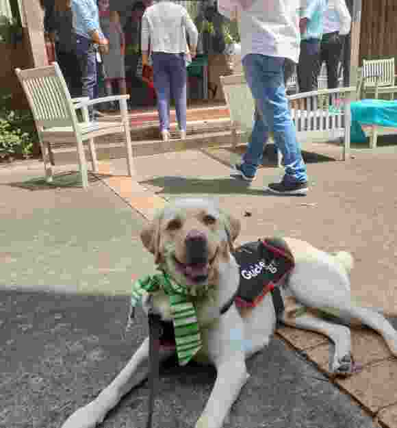 Kenzo on a break from creating smiles, laying on a footpath