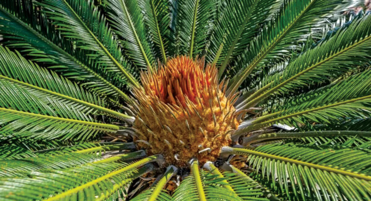 Sago palm