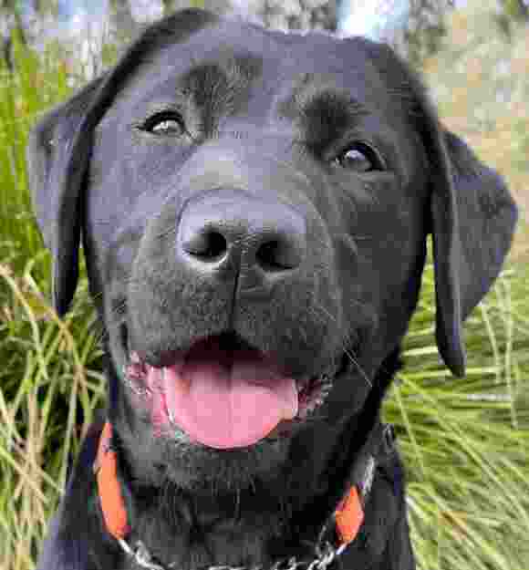 Close up of Anne the black Labrador