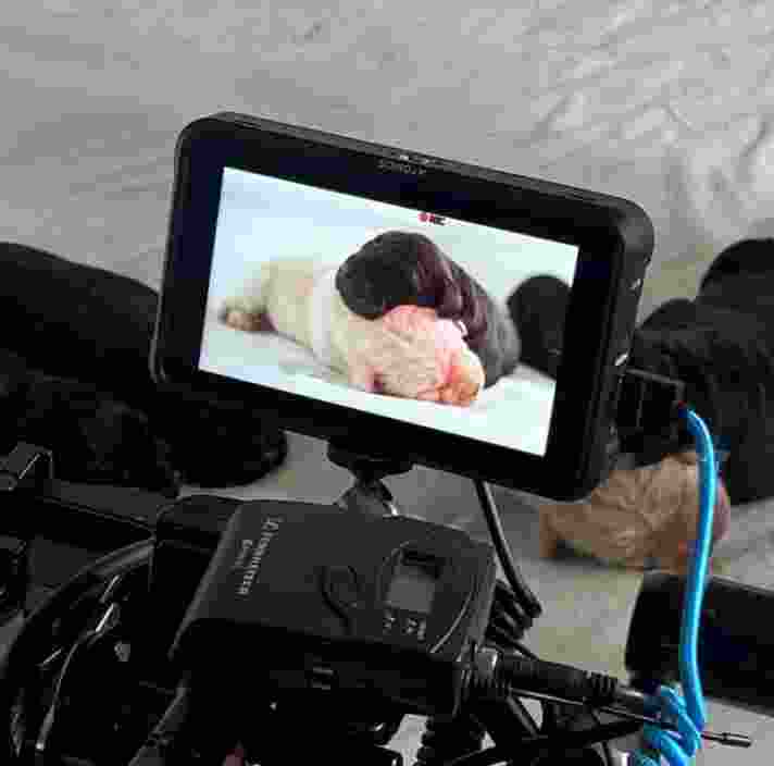 a camera filming two puppies sleeping.