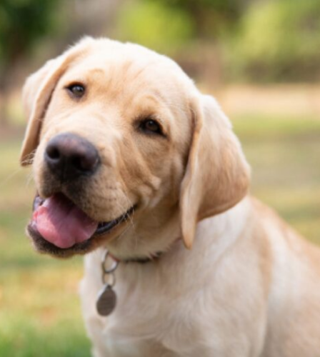 A guide to common dog poisons and their symptoms