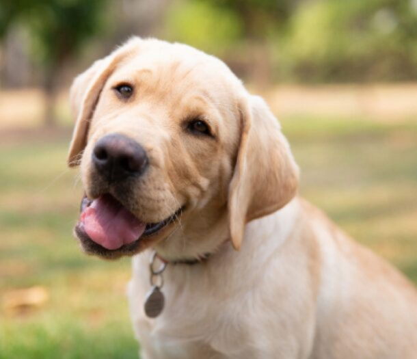 A happy looking yellow Labrador outside in a park.