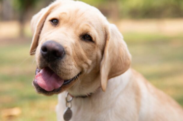 A happy looking yellow Labrador outside in a park.