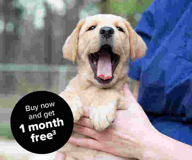 A yellow Labrador puppy yawning with a black circle stamp which says "1 month free 3."
