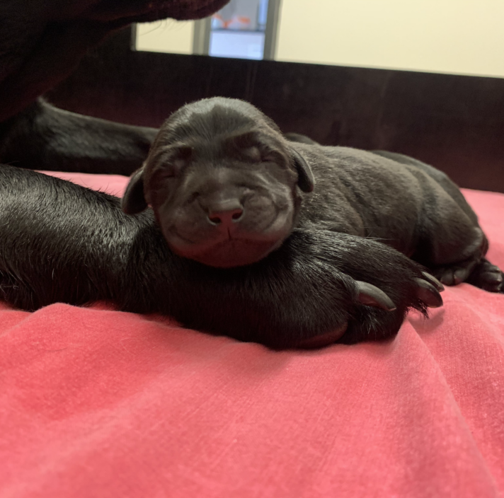 A black newborn puppy lying at its mother's feet