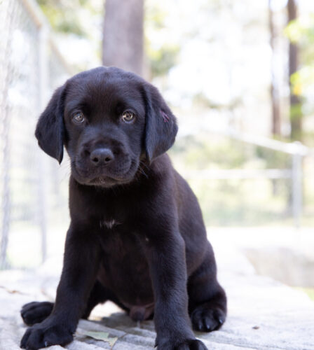 Dog separation anxiety and how to treat it
