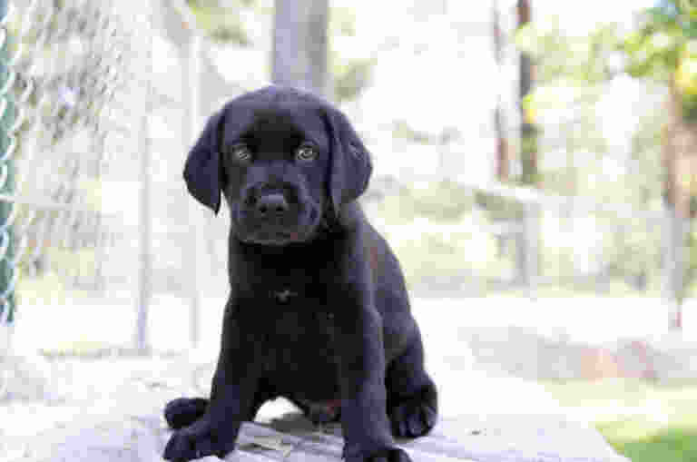 Snoopy, a black labrador puppy