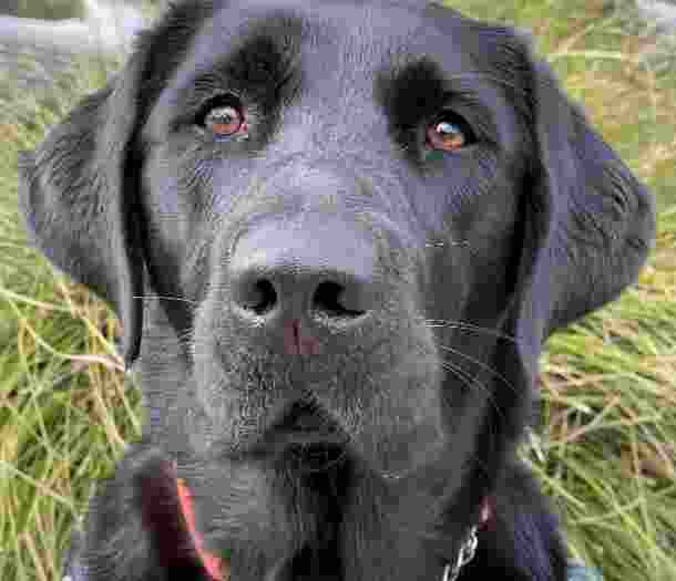 Dottie. a black Labrador in Guide Dog Harness sitting outside