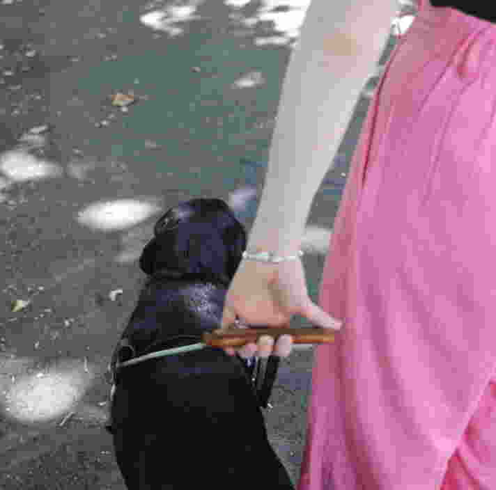 Dottie, a black Labrador, walking in harness