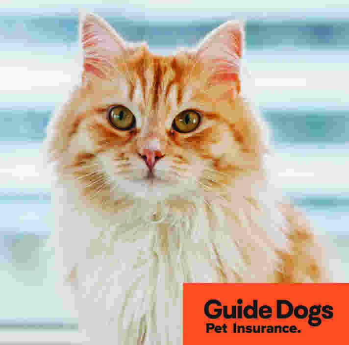 An orange cat sitting down. Caption reads: Guide Dogs Pet Insurance.