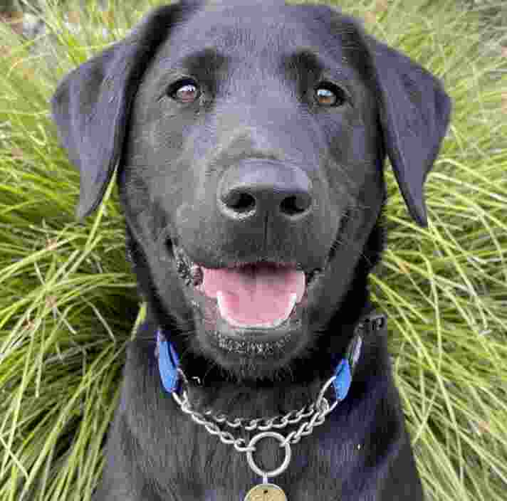 Black labrador Nessie sitting outside and smiling