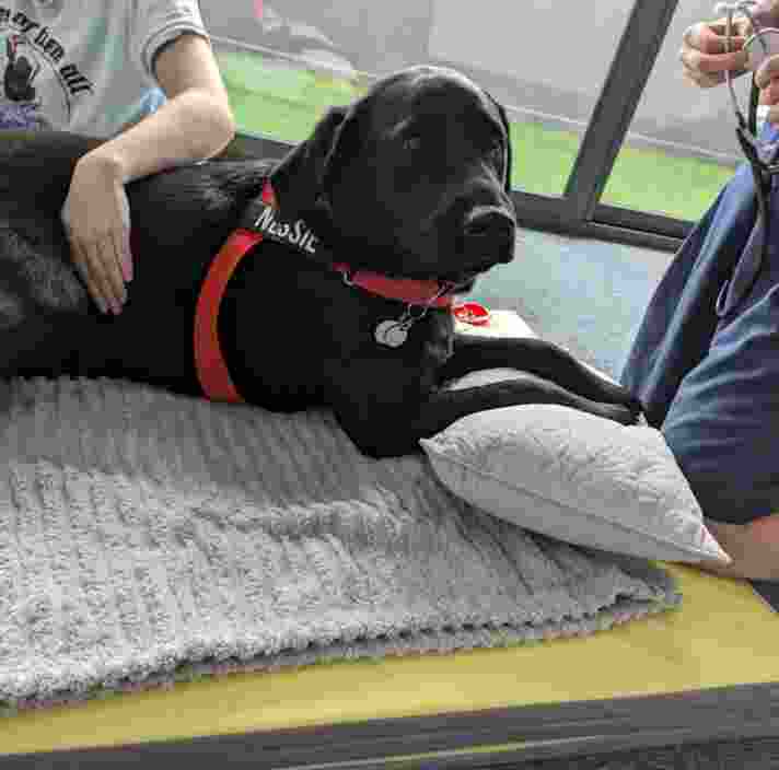 Nessie, a black labrador, lying down on a rug