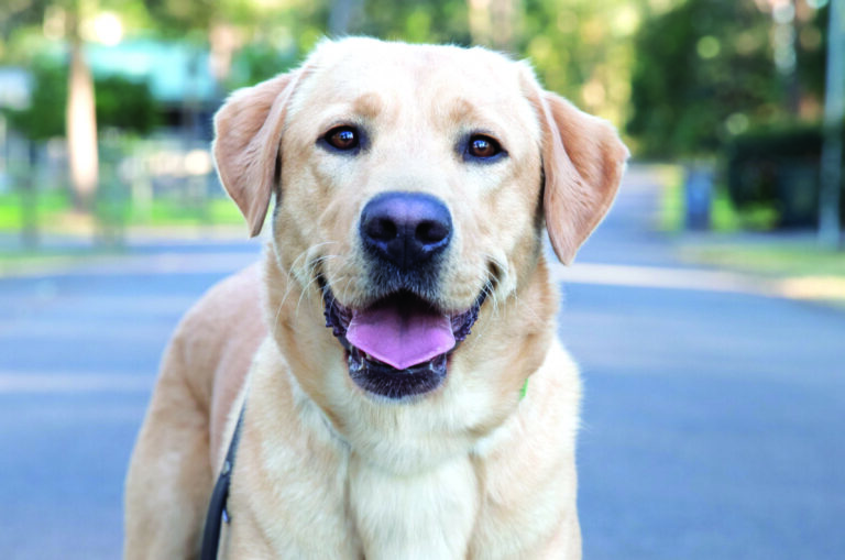 Guide Dog Tales Winter 2023