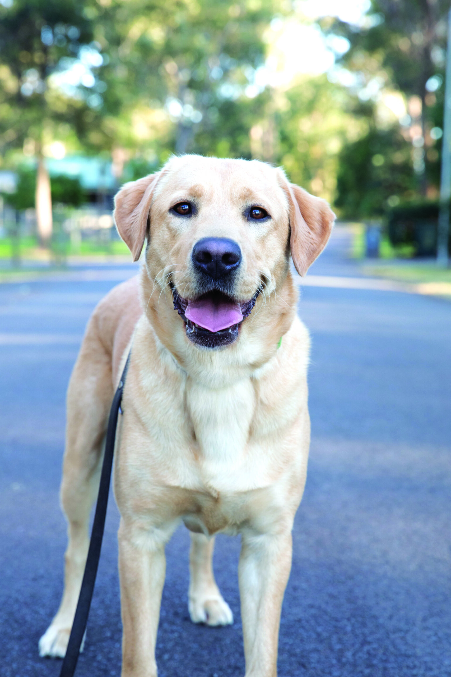 Guide Dog Tales Winter 2023 Guide Dogs Victoria