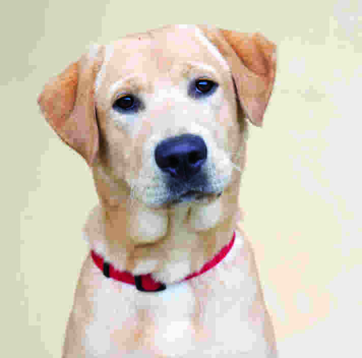 Manton, a yellow Labrador wearing a red collar