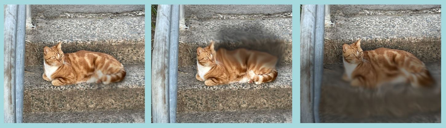 Three images of a cat with varying levels of blurriness