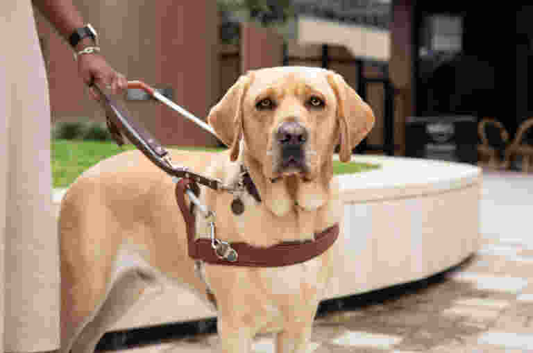 Yellow Labrador Duke stands in Guide Dog harness