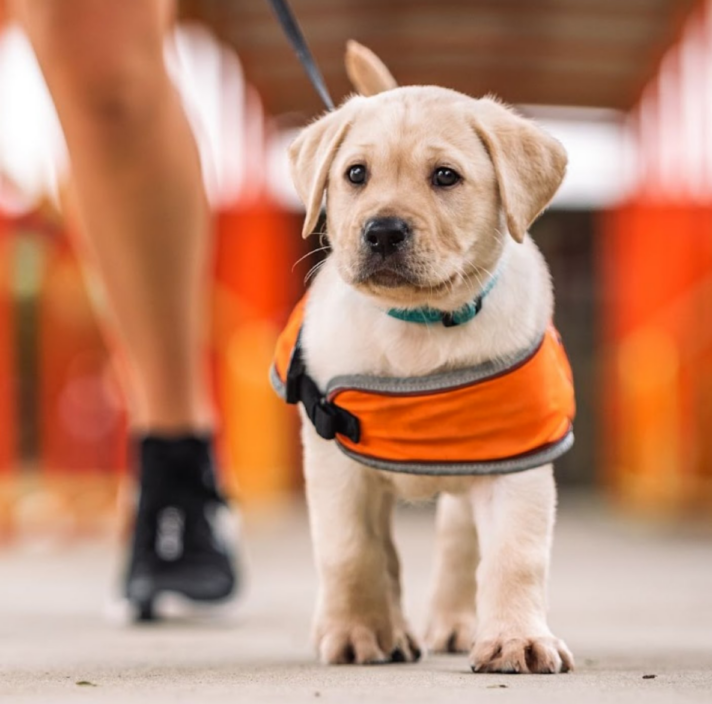 golden labrador puppy wearing a harness walking towards the camera