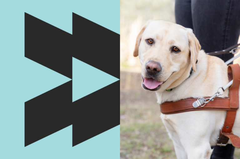 A yellow Labrador in Guide Dog harness