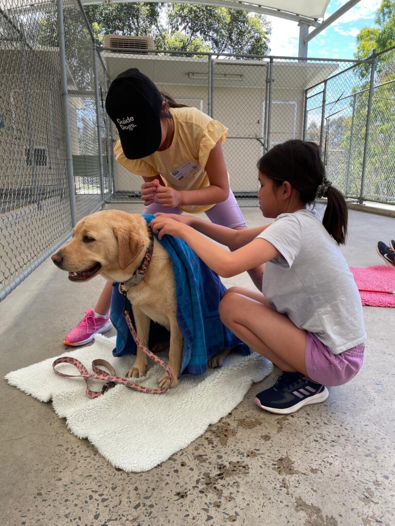 Two females drying a golden Labrador with a blue towel. The Labrador is wearing a colourful leash and collar. 
