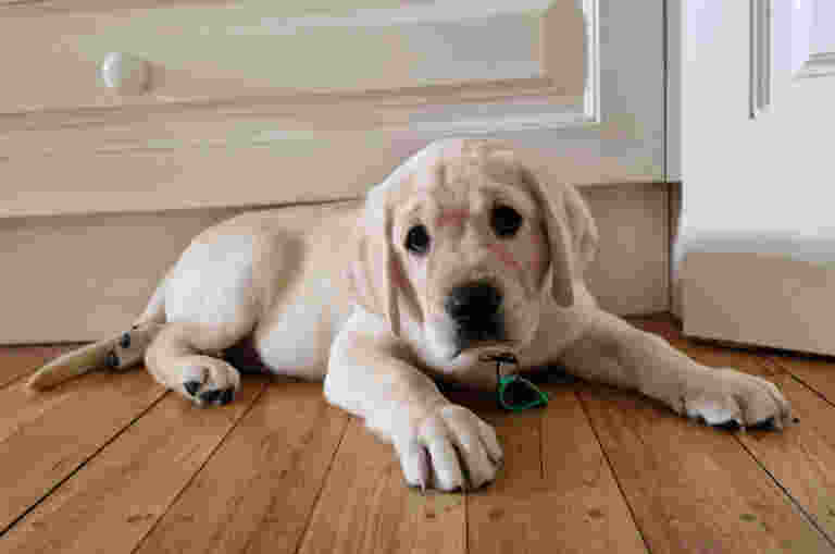 Bently lying down on the floor