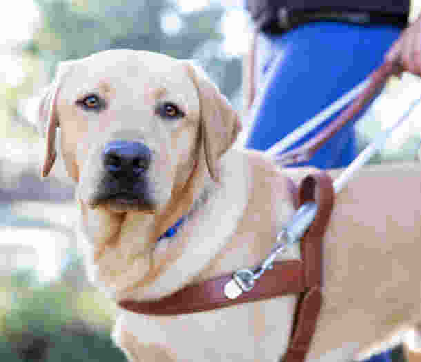 A yellow Guide Dog wearing a leather harness.