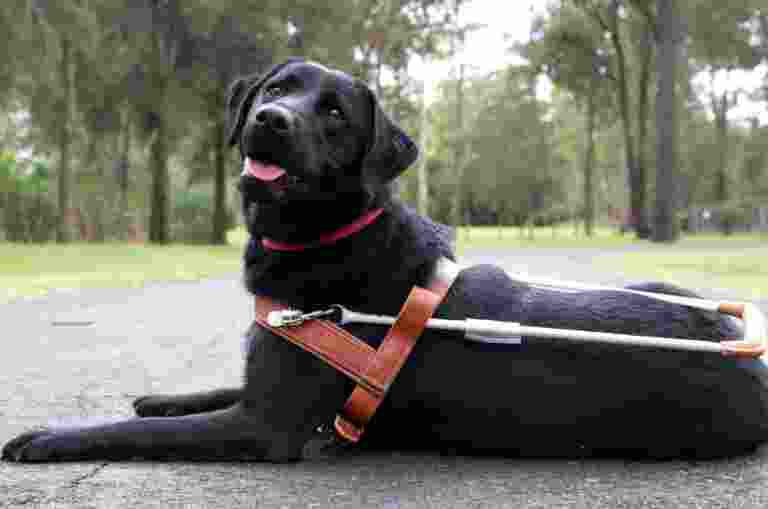 A black Labrador Guide Dog in harness laying on the ground.