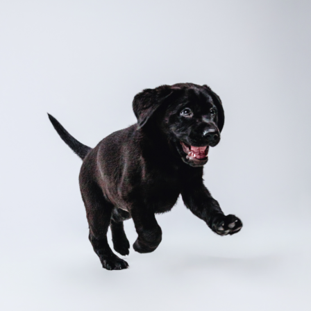 A black Labrador puppy runs towards the camera. His ears are floppy and his mouth is open.