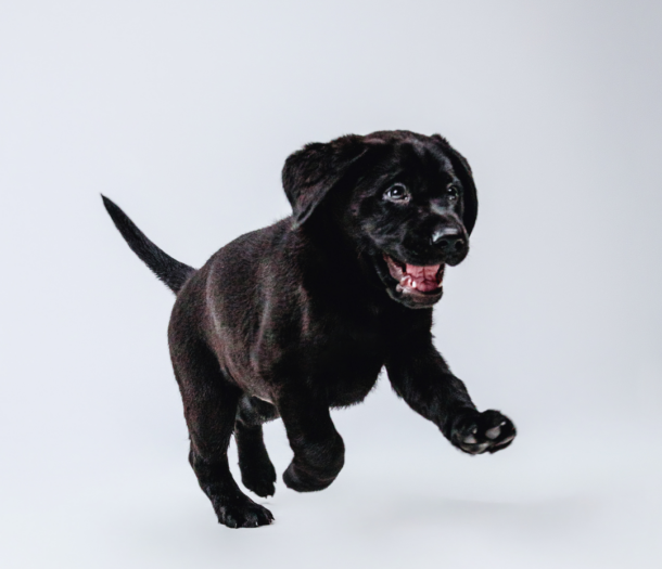 A black Labrador puppy runs towards the camera. His ears are floppy and his mouth is open.