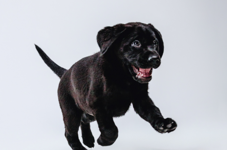 A black Labrador puppy runs towards the camera. His ears are floppy and his mouth is open.