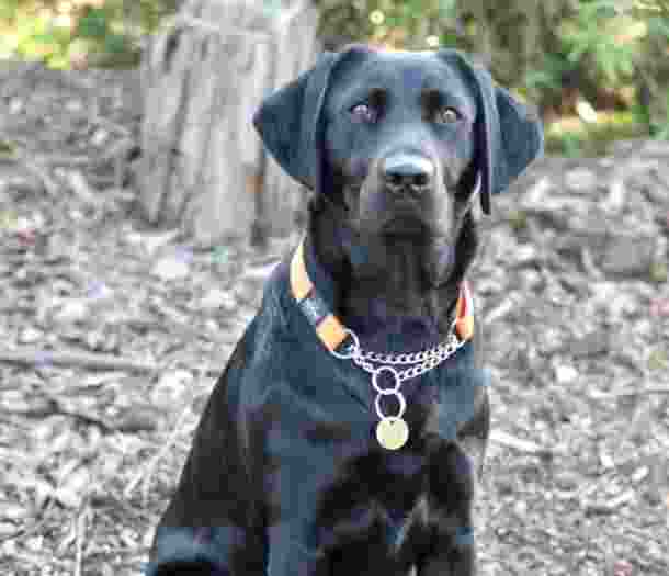 Black Labrador Delphie, sitting looking at the camera.