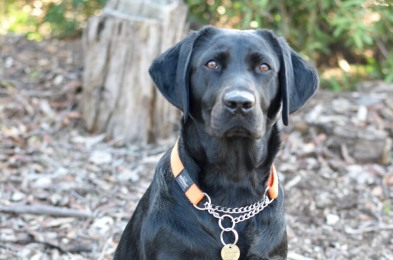 Black Labrador Delphie, sitting looking at the camera.