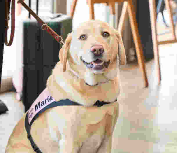 Yellow Labrador Marie sitting looking at the camera. She is in her pink Ambassador coat.