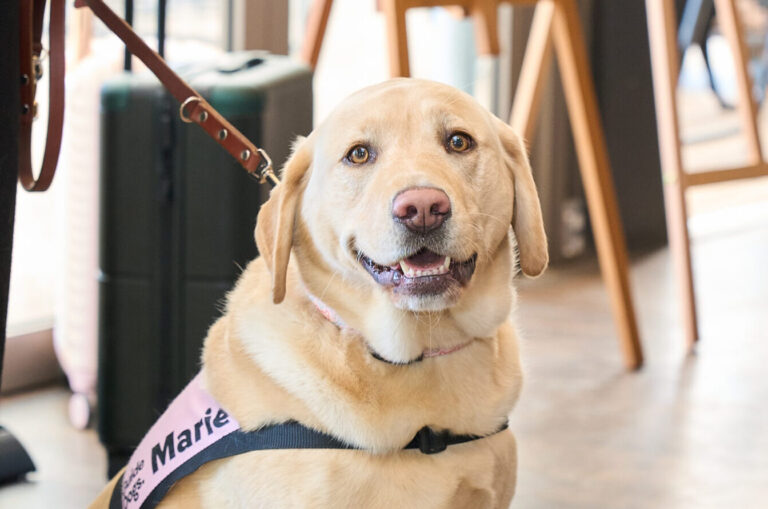 Yellow Labrador Marie sitting looking at the camera. She is in her pink Ambassador coat.