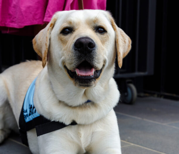 Yellow Labrador Keith laying down, looking at the camera. He is wearing a blue jacket,