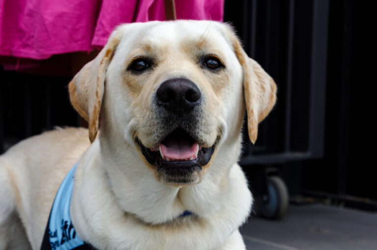 Yellow Labrador Keith laying down, looking at the camera. He is wearing a blue jacket,