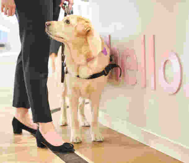 A close up image of a Guide Dog Handler walking, using their yellow Labrador Guide Dog for mobility. The Guide Dog is looking up at its Handler.