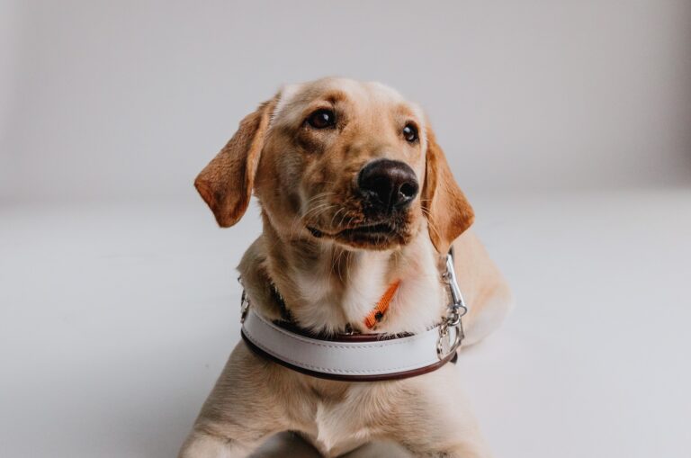 Guide Dog Tales Winter 2024