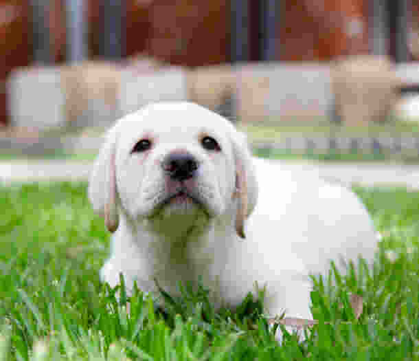 A yellow Labrador puppy sitting on the grass.