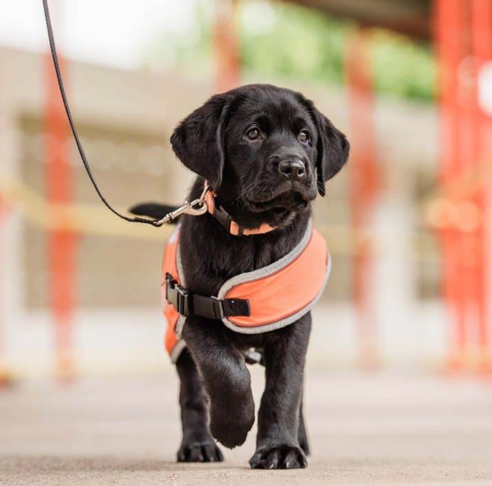 A black Labrador puppy walking toward the camera, wearing an orange training coat.