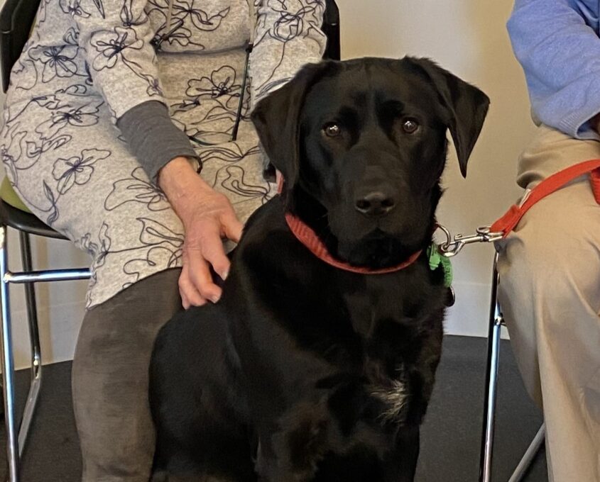 Black Labrador Oreo sitting in front of a woman's lap.