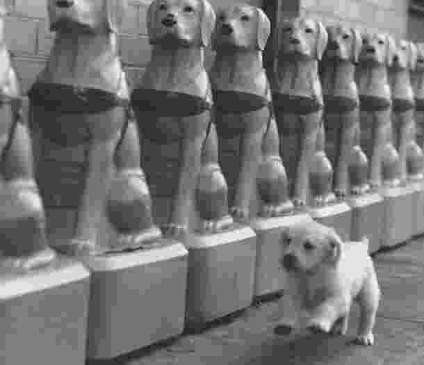 A black and white old image of a puppy running along a row of retro Donation Dogs.