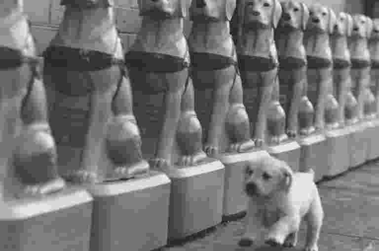 A black and white old image of a puppy running along a row of retro Donation Dogs.