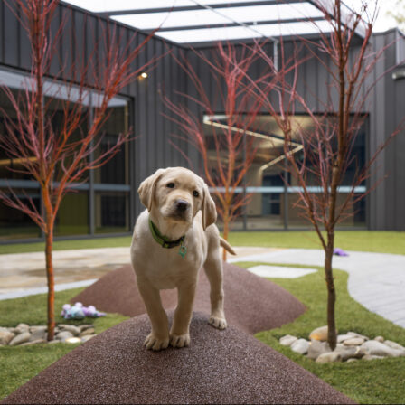 Puppy enrichment training sessions