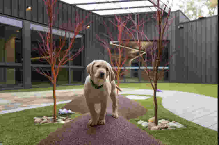 A yellow Labrador puppy stands on a small mound, cocking his head toward the camera, in the outdoors puppy play area.