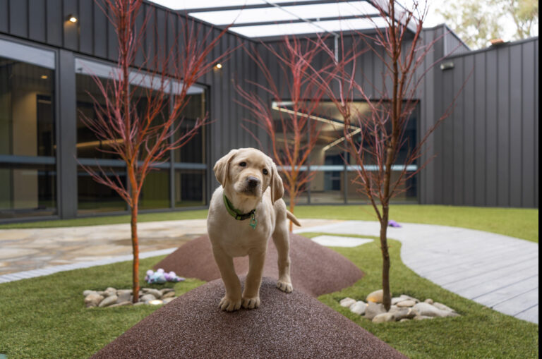 Puppy enrichment training sessions