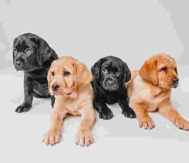 Four Labrador puppies, two black and two yellow, laying in a row.
